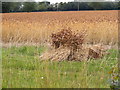 TM2766 : Stooks of Corn off the A1120 Saxtead Road by Geographer