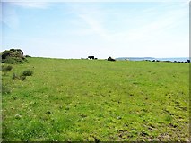  : The cup and ring marked rock is in a cattle field by Elliott Simpson