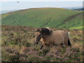 SX6981 : Dartmoor pony with helicopter by Stephen Craven