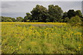 SU9778 : Infestion of ragwort near Windsor by Philip Halling