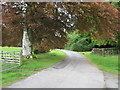 NX4265 : A copper beech beside the driveway by Ann Cook