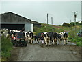 NX0751 : Milking Time by Andy Farrington