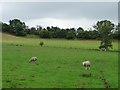 SO3893 : Shropshire sheep by Christine Johnstone