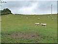 SO3276 : Sheep grazing on the hillside by Christine Johnstone