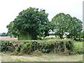 SO5470 : Herefordshire's giant broccoli by Christine Johnstone