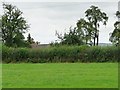 SO5469 : A clover-filled field at Middleton by Christine Johnstone