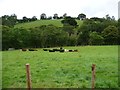 SJ1208 : Herd of cows in riverside field by Christine Johnstone