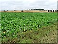 SE5113 : Sugar beets or mangolds? by Christine Johnstone