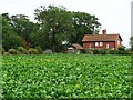 SE5113 : Cabbages behind Barnsdale Cottages by Christine Johnstone