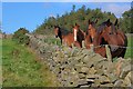 SE9696 : Wall, near Moor Cottage Farm by Mick Garratt