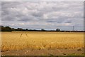 SU4594 : Wheatfield near Drayton by Steve Daniels