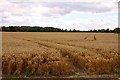 SU4594 : Wheatfield near Drayton by Steve Daniels