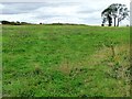 SE3835 : Field entrance full of red clover by Christine Johnstone