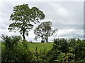 SE3835 : Trees in the clover field by Christine Johnstone