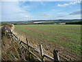 SE2909 : Fenced field of winter wheat by Christine Johnstone