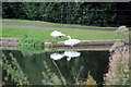 TQ8353 : Whooper Swans (Cygnus cygnus) by Christine Matthews