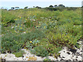 SV9210 : Dune Flora at Porth Hellick, St Mary's, Scilly by John Rostron