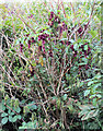 SJ8855 : Pheasant Berry by Jonathan Kington