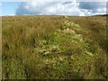 NS4278 : Old field boundary by Lairich Rig