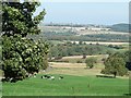 SE2405 : Cows grazing on Cat Hill by Christine Johnstone