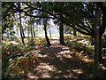 TM3446 : Footpath to Lower Hollesley Common by Geographer