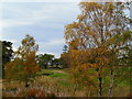 NH7792 : Early Autumn colours at Tamiang by sylvia duckworth