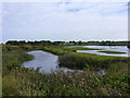 TF9528 : Wader scrape, Pensthorpe Park, Norfolk by pam fray