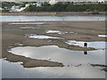 SX9372 : Gathering shellfish, low tide, Shaldon  by Robin Stott