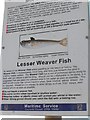 SH5700 : Môr-wiber fach (Echiichthys vipera) lesser weaver fish warning sign by Penny Mayes