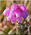 NJ2151 : Cross-leaved Heath (Erica tetralix) by Anne Burgess