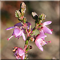 NJ2050 : Heather (Calluna vulgaris) by Anne Burgess