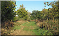 TL4305 : Bridleway along the Green by Roger Jones