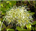 SU0725 : Old Man's Beard seed-head by Jonathan Kington