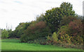 TQ5782 : Early autumn colours on field boundary by Roger Jones