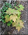 SX9065 : Acer seedling, Stantaway Park by Derek Harper