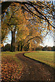 SK4833 : Autumn poplars in West Park by David Lally