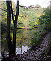 SO8992 : The Upper Wishing Pool in Baggeridge Country Park near Sedgley by Roger  D Kidd