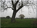 SJ6167 : Ash tree (?) in arable field beside Marton Hole by Dr Duncan Pepper