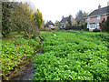 SU0926 : Watercress in the Ebble by Jonathan Kington