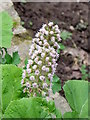 NO6456 : Butterbur (Petasites hybridus) by Maigheach-gheal