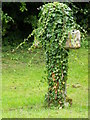 SO9202 : Ivy covered cross, St Luke's Churchyard by Maigheach-gheal