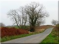 SE9993 : Roadside trees and autumn colour by Christine Johnstone