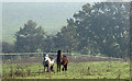 TL8301 : Ponies in field by Roger Jones