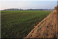 SP1904 : Winter cereal near Southrop by Philip Halling