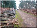 SU2509 : Log Pile near Puckpits Inclosure by Mike Smith