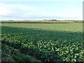 TA0976 : Large crop field in the shadows of a roadside hedge by Christine Johnstone