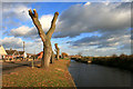 SK5435 : Newly pollarded willows beside the Beeston Canal by David Lally