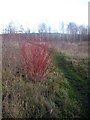 SE3521 : Tatarian dogwood (Cornus alba) (1) by Mike Kirby