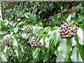 SU0625 : Ivy berries, Bishopstone by Maigheach-gheal