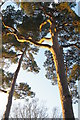 TQ3331 : Scots Pine, winter light, Wakehurst Place by Christopher Hilton